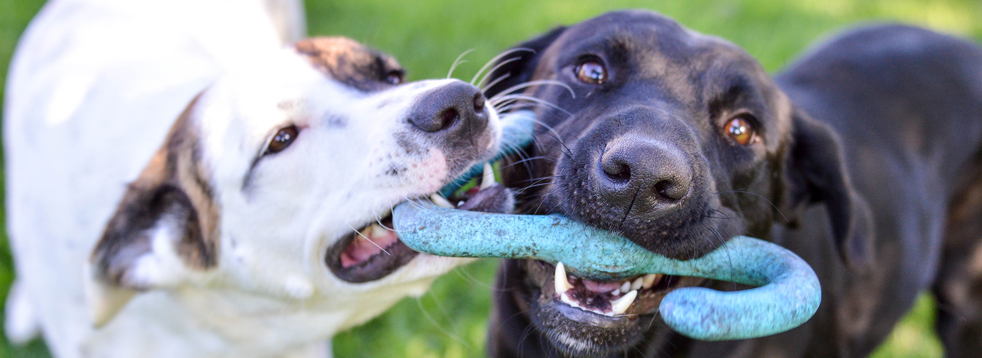 Dog Friendly Norfolk Broads: Hoveton and Wroxham