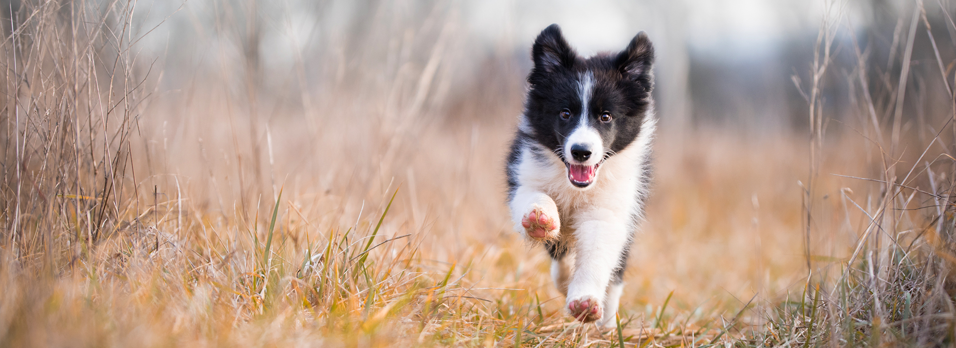 Norfolk Broads Dog Friendly Routes