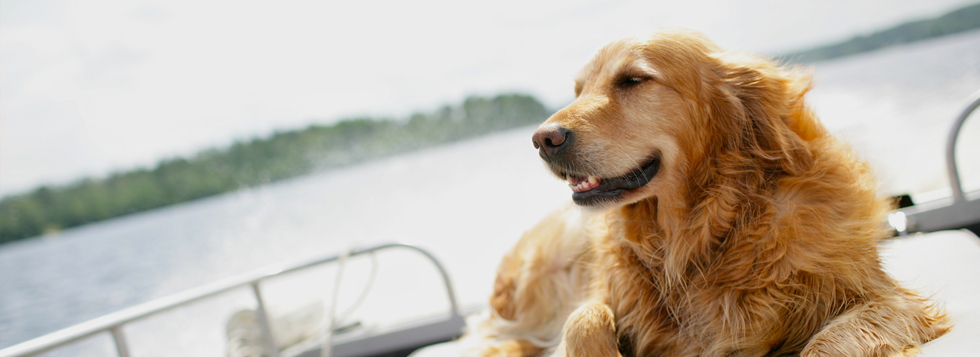 Taking your Dog on a Boating Holiday