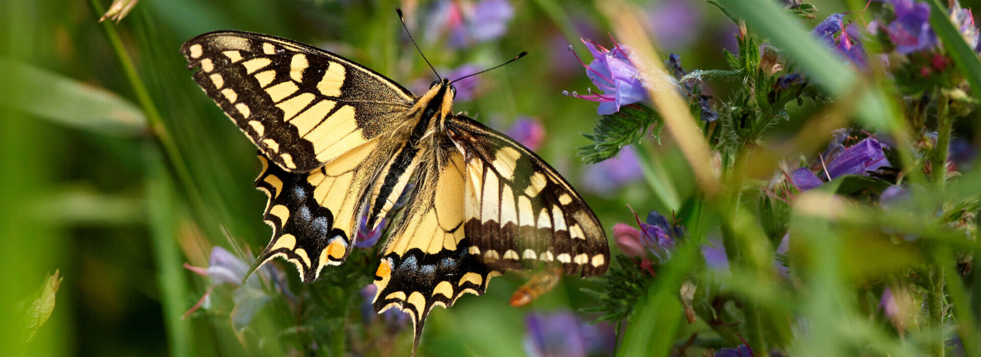 Rare Norfolk Swallowtail Butterfly Could Benefit from Conservation Project in Papua New Guinea