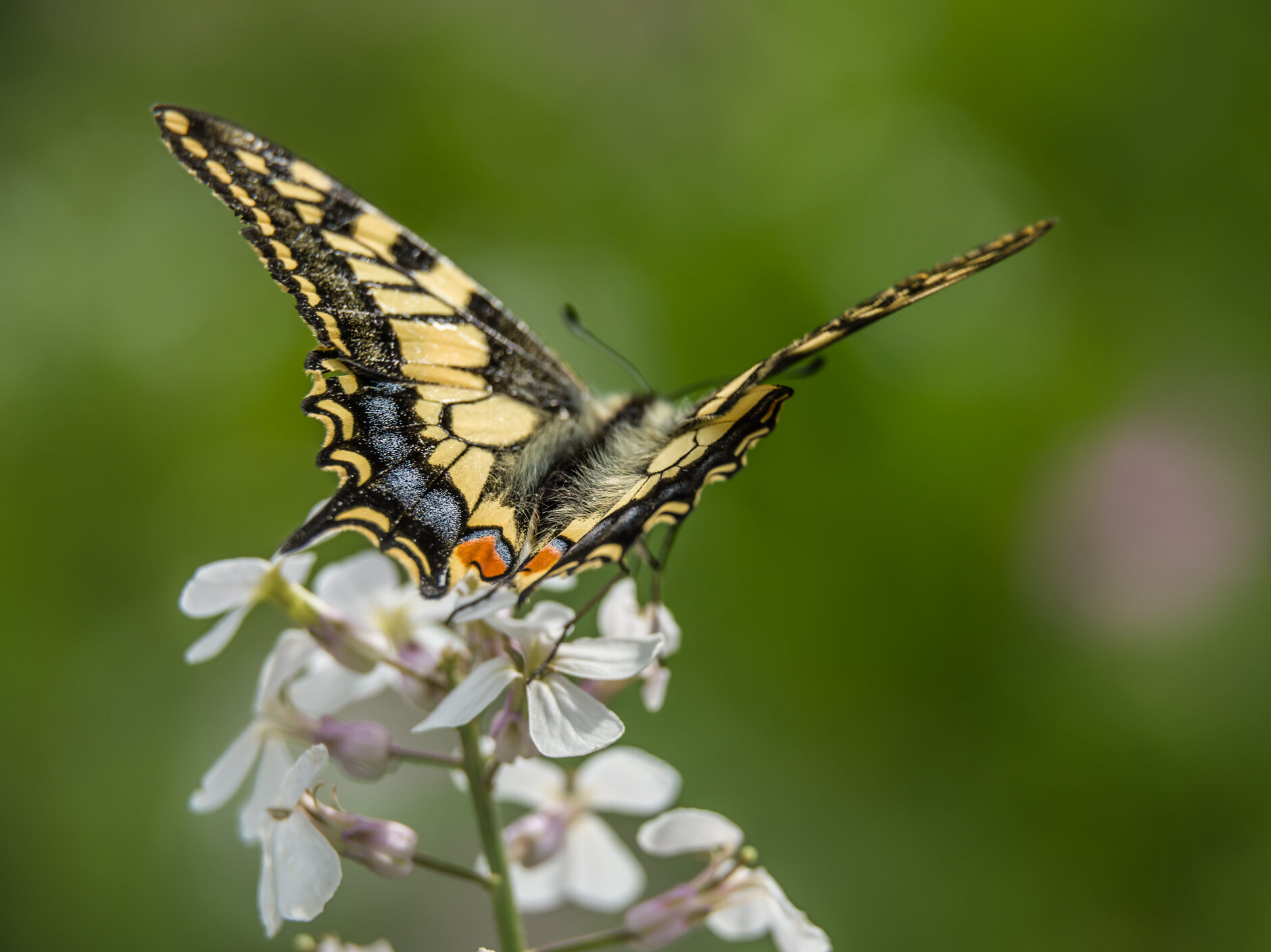 Great Britain’s rarest butterfly, the Swallowtail, calls only the Norfolk Broads home.