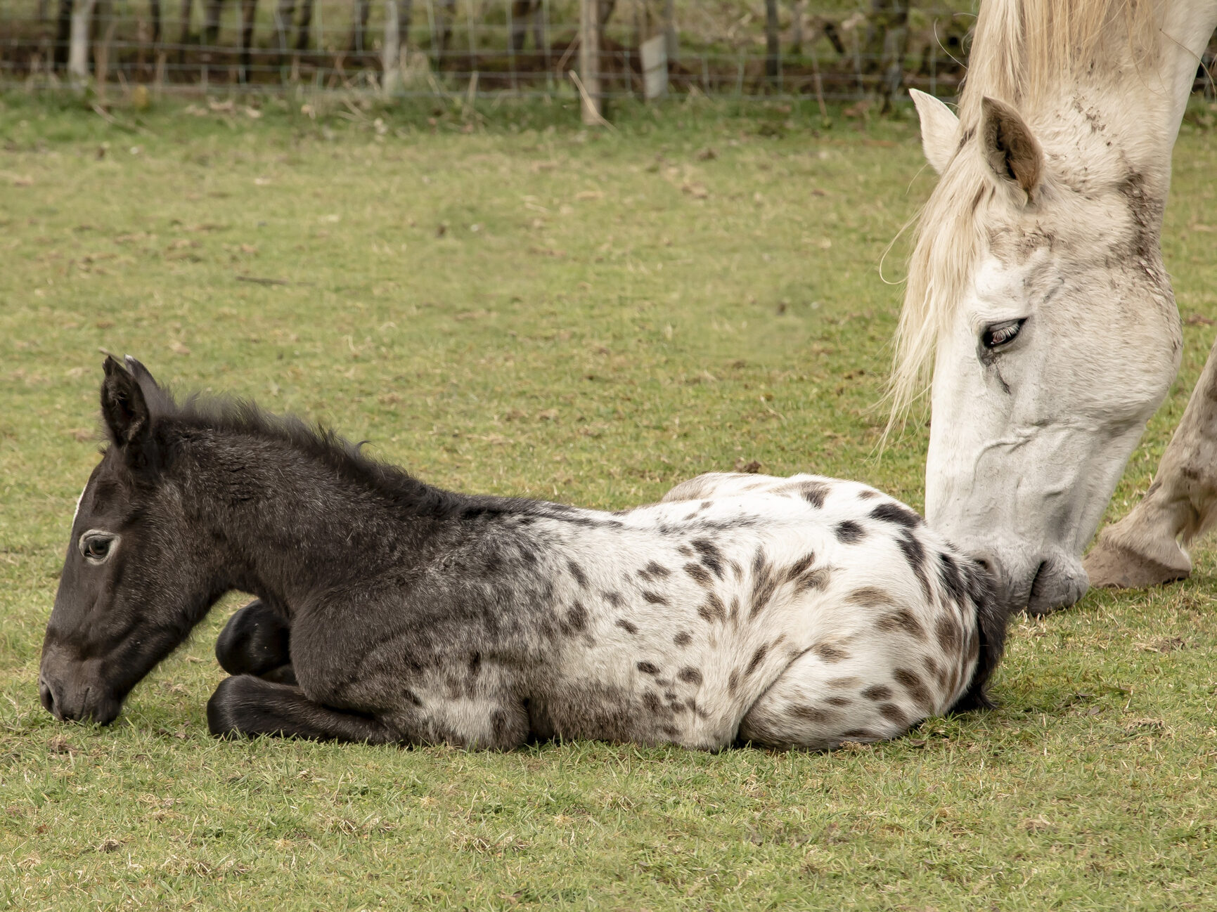 What to expect on your visit to Redwings Horse Sanctuary