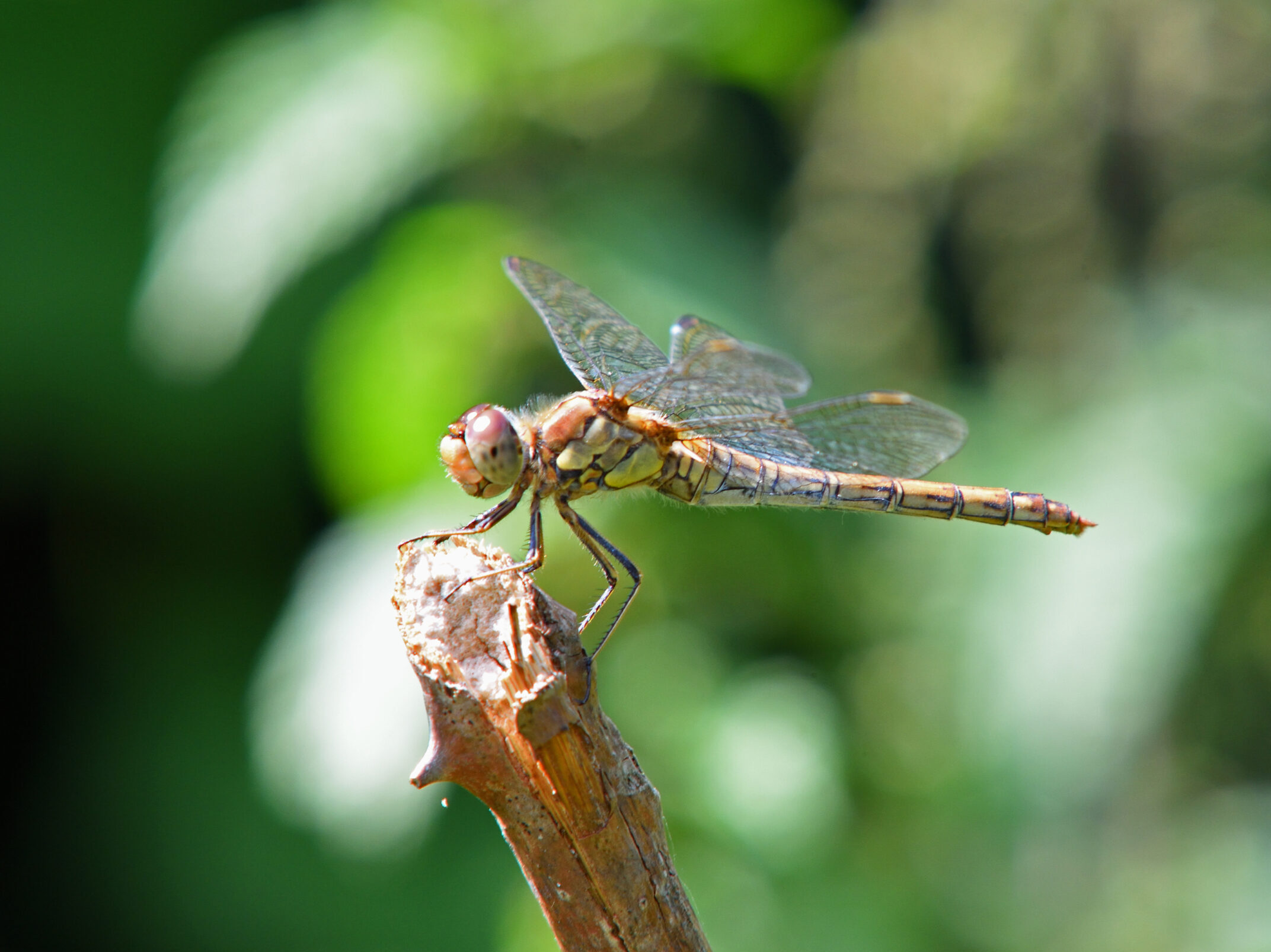 Norfolk Hawker