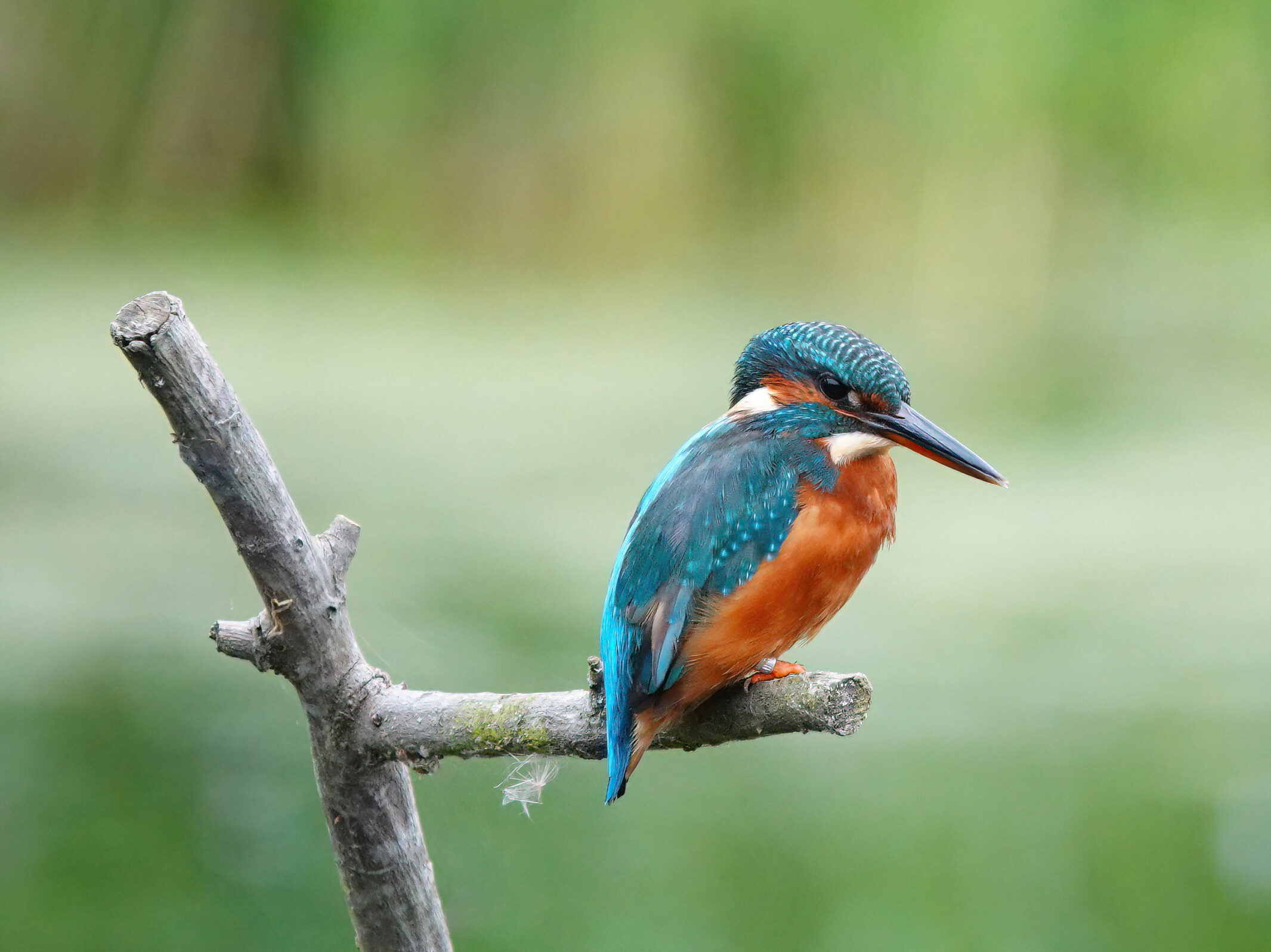 Kingfisher