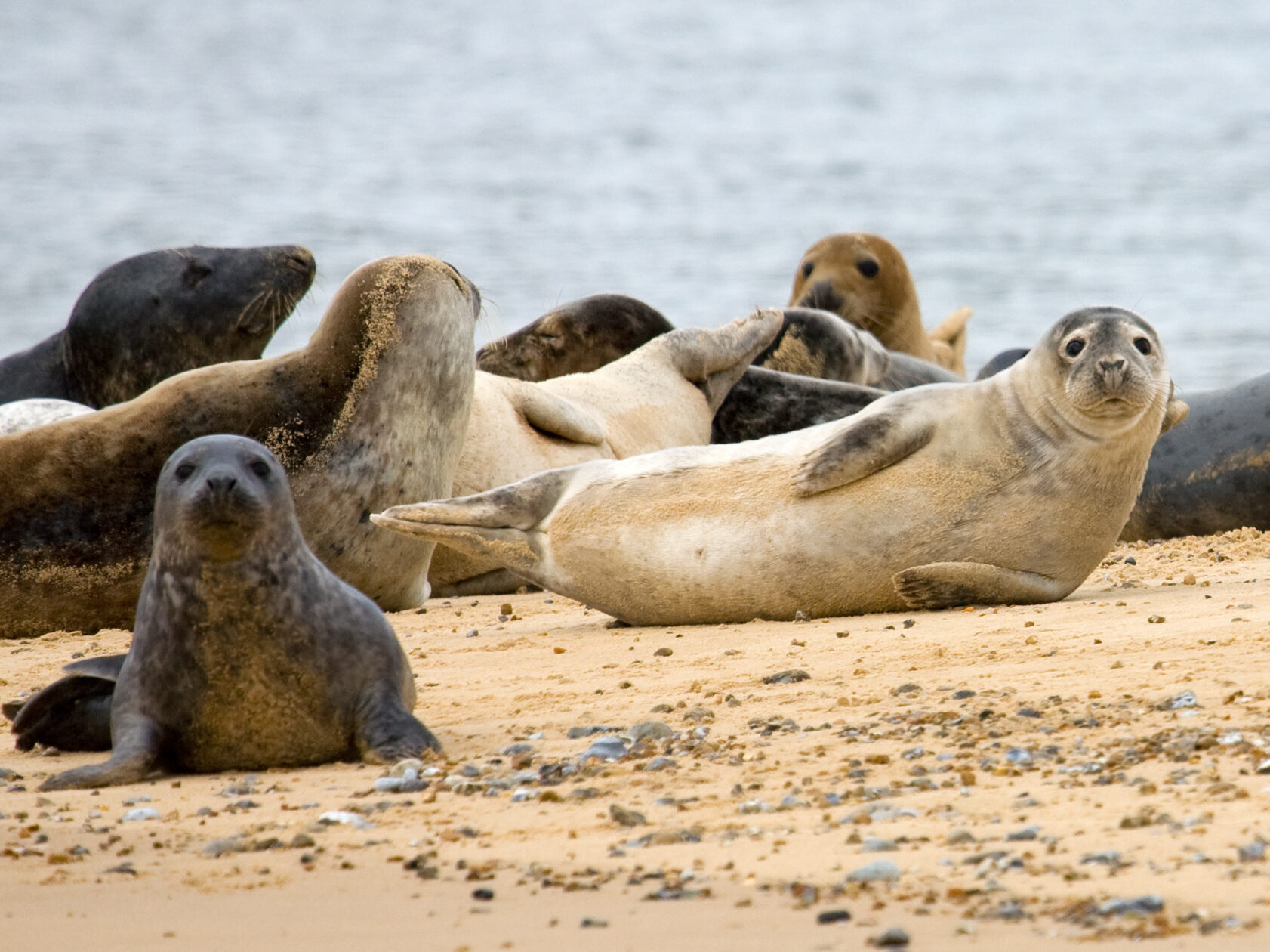 Seals