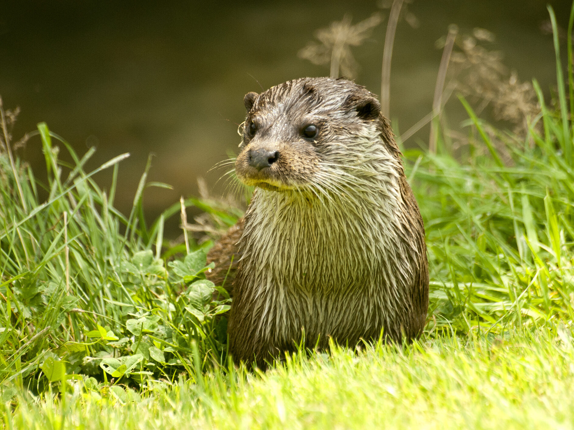 Otters