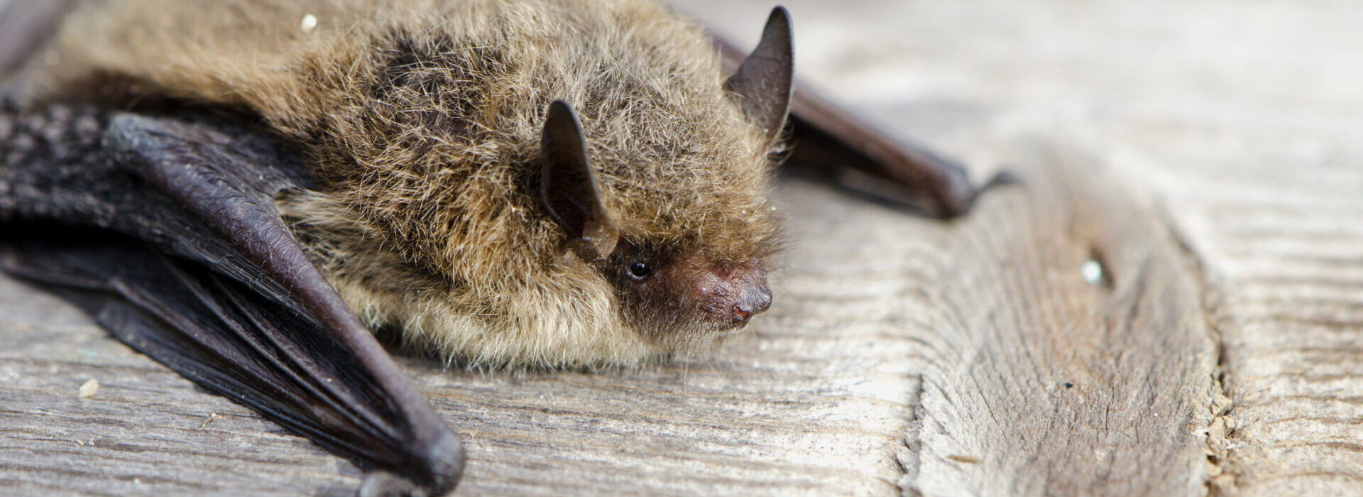 Rare Bat Species Discovered in the Broads National Park