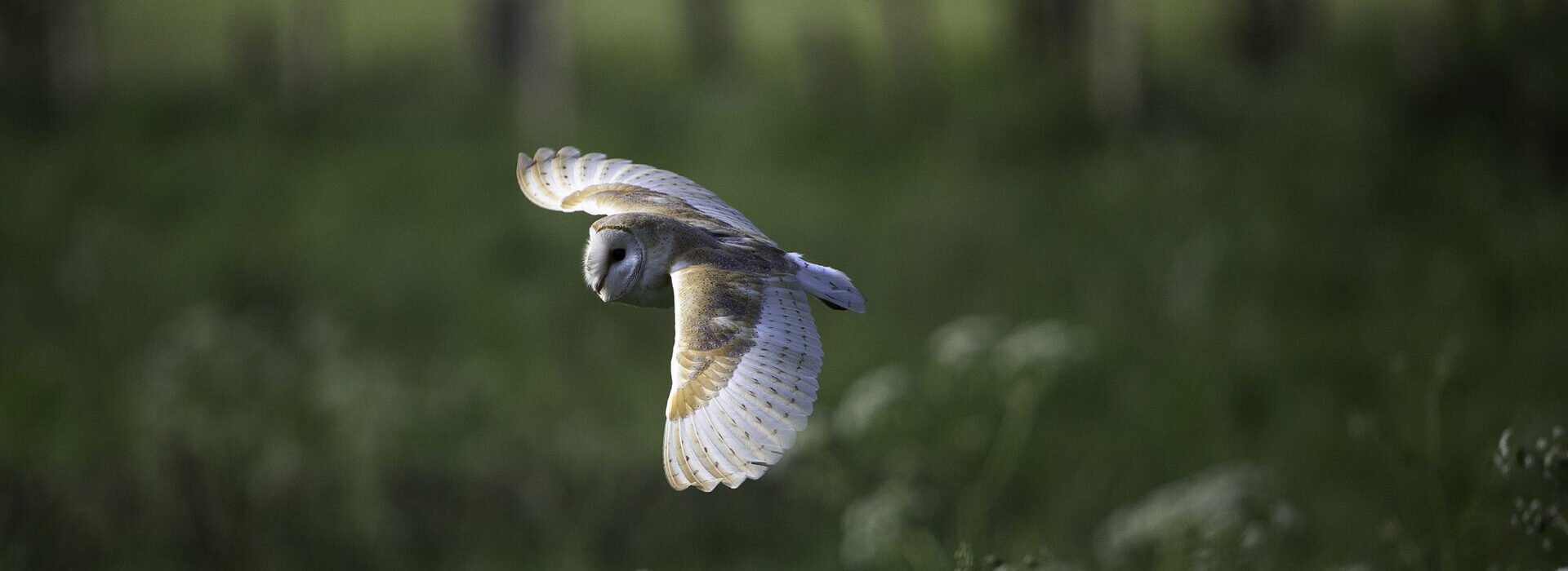 Nature on the Broads