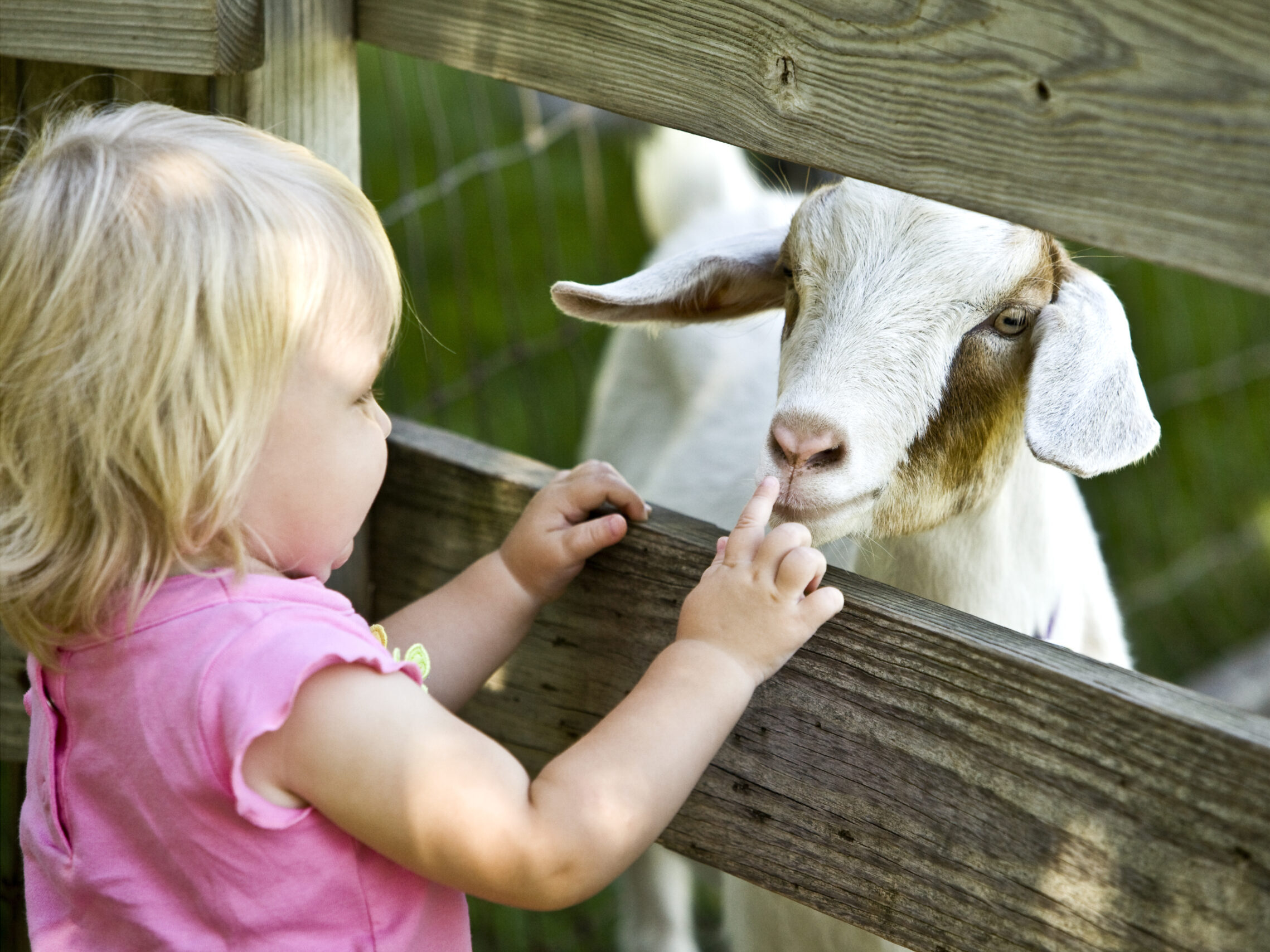 Easter on Junior Farm at Wroxham Barns, Wroxham