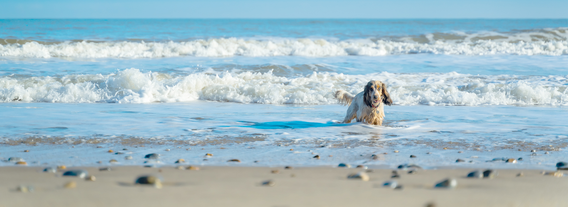 Where to Go with the Dog in the Southern Broads: Reedham