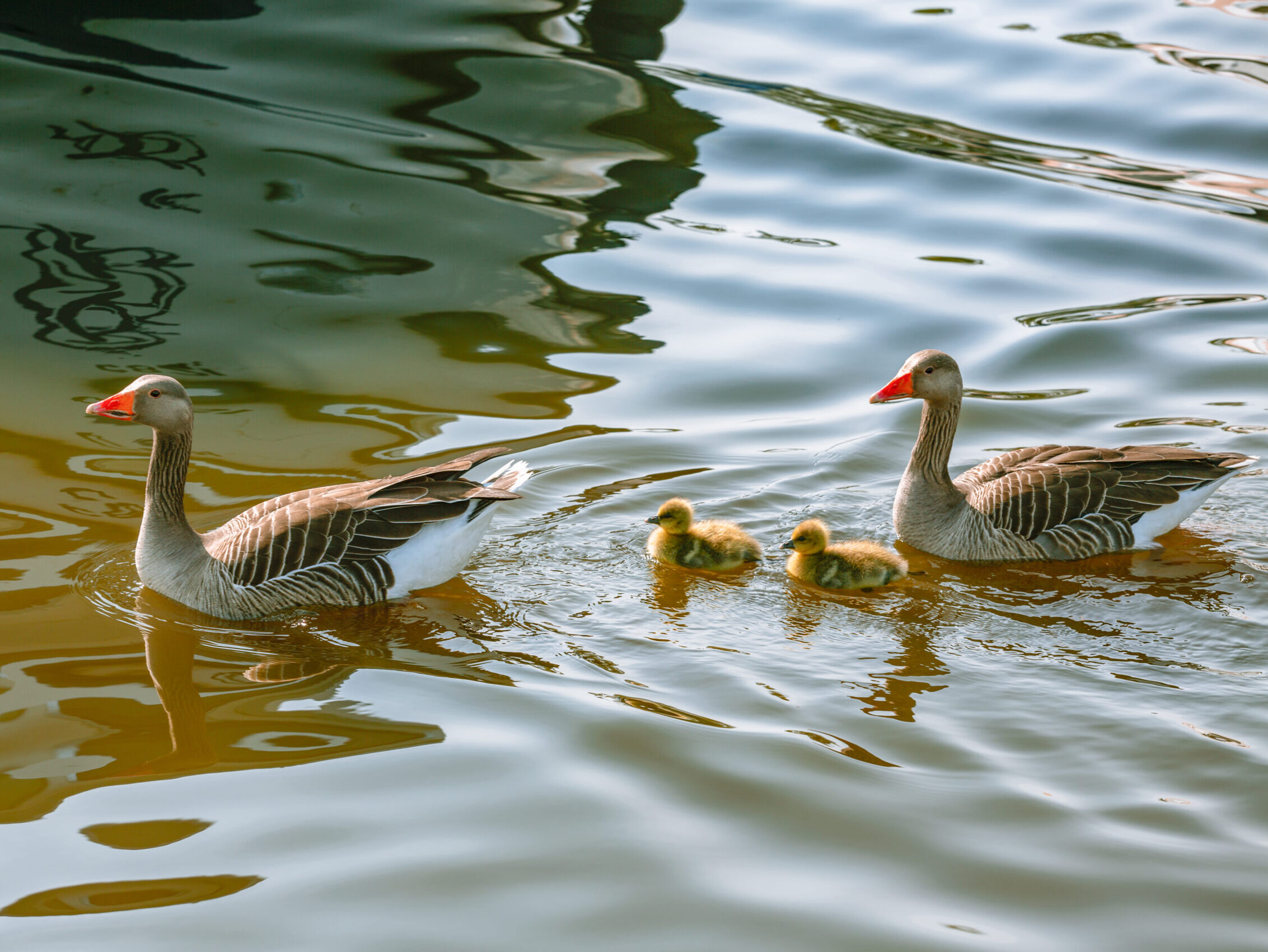 We have miles and miles of lock-free navigation, with just one lock left in the Broads National Park system.