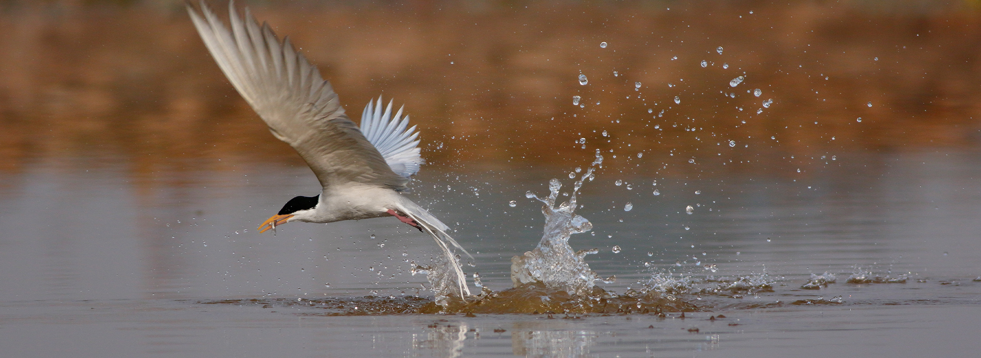 Rare Seabird Has Successful Breeding Season in Norfolk