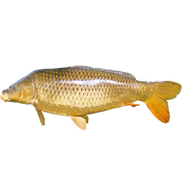 Carp