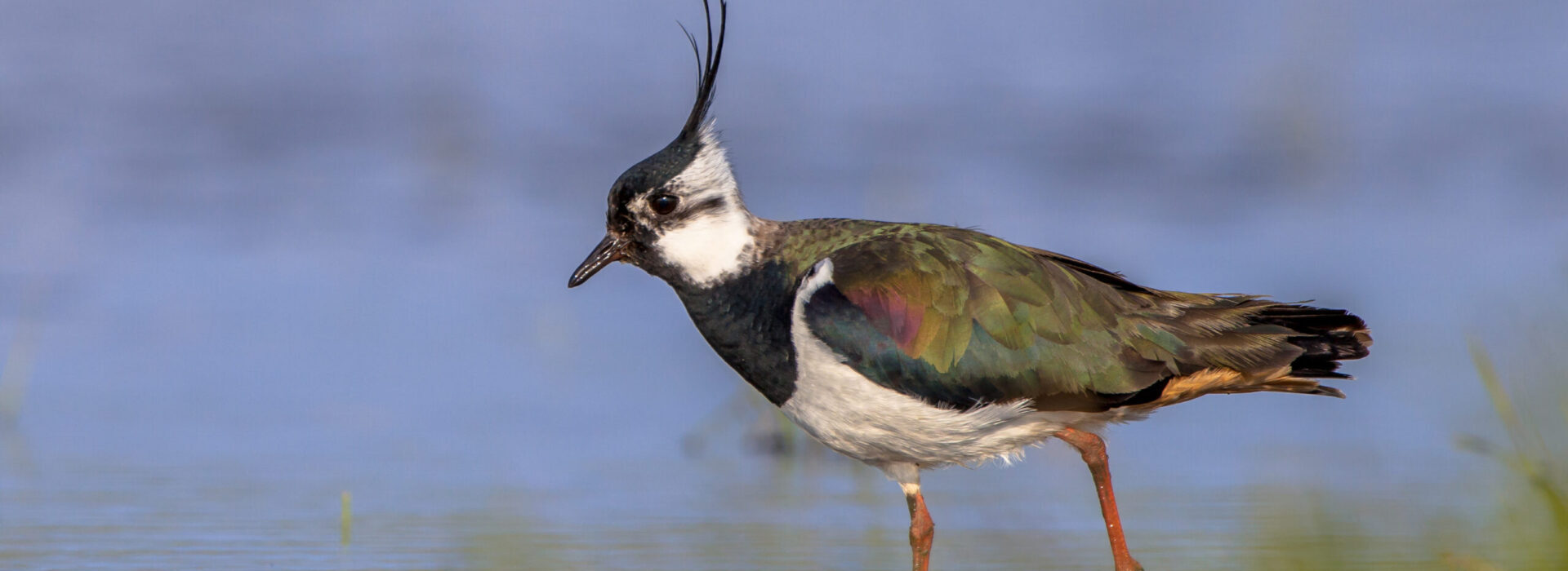 Birdwatching on the Norfolk Broads