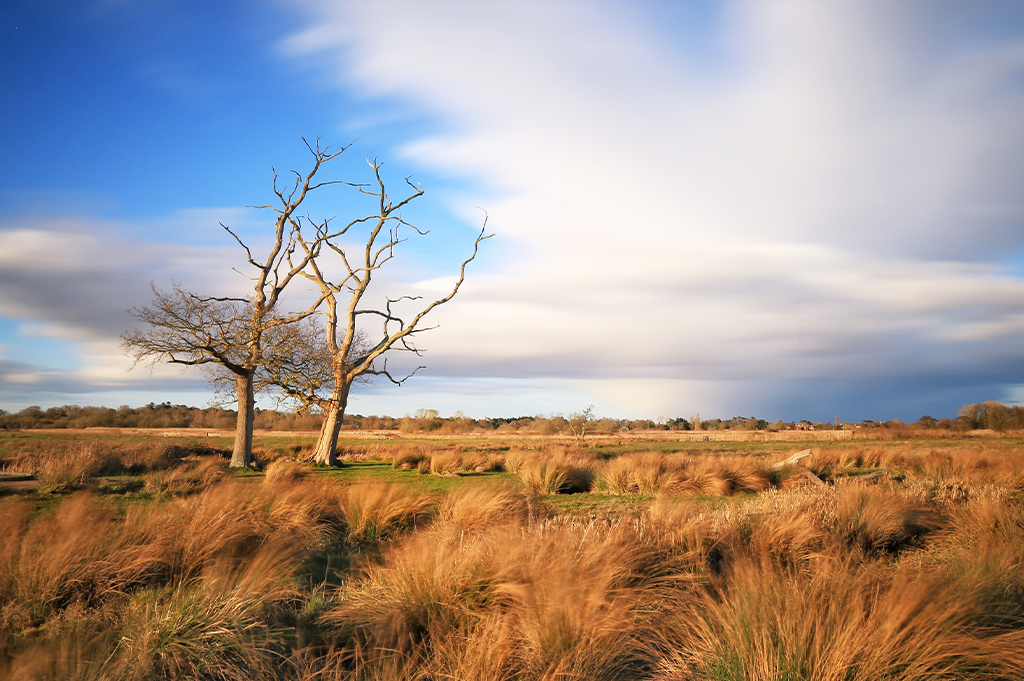 Carlton & Oulton Marshes