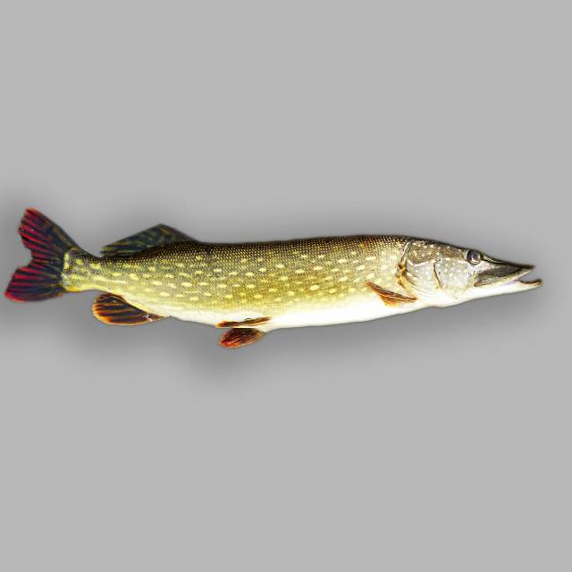 Pike