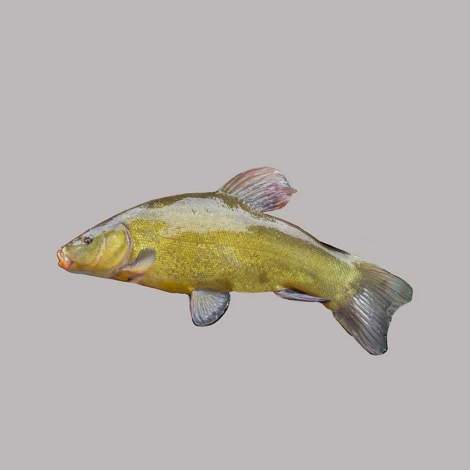 Tench