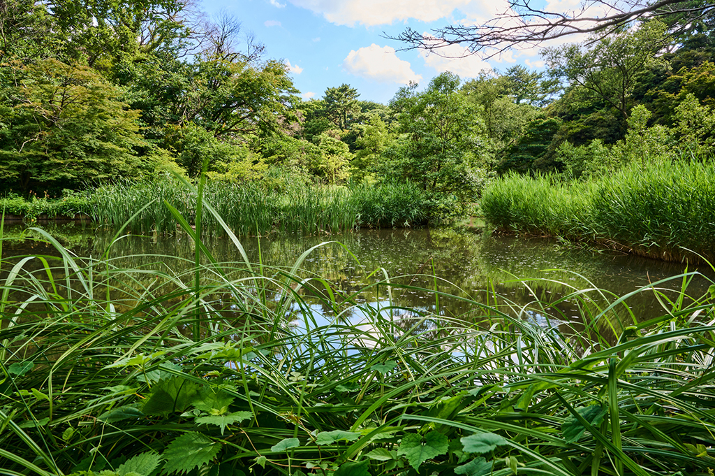 Fairhaven Woodland & Water Garden