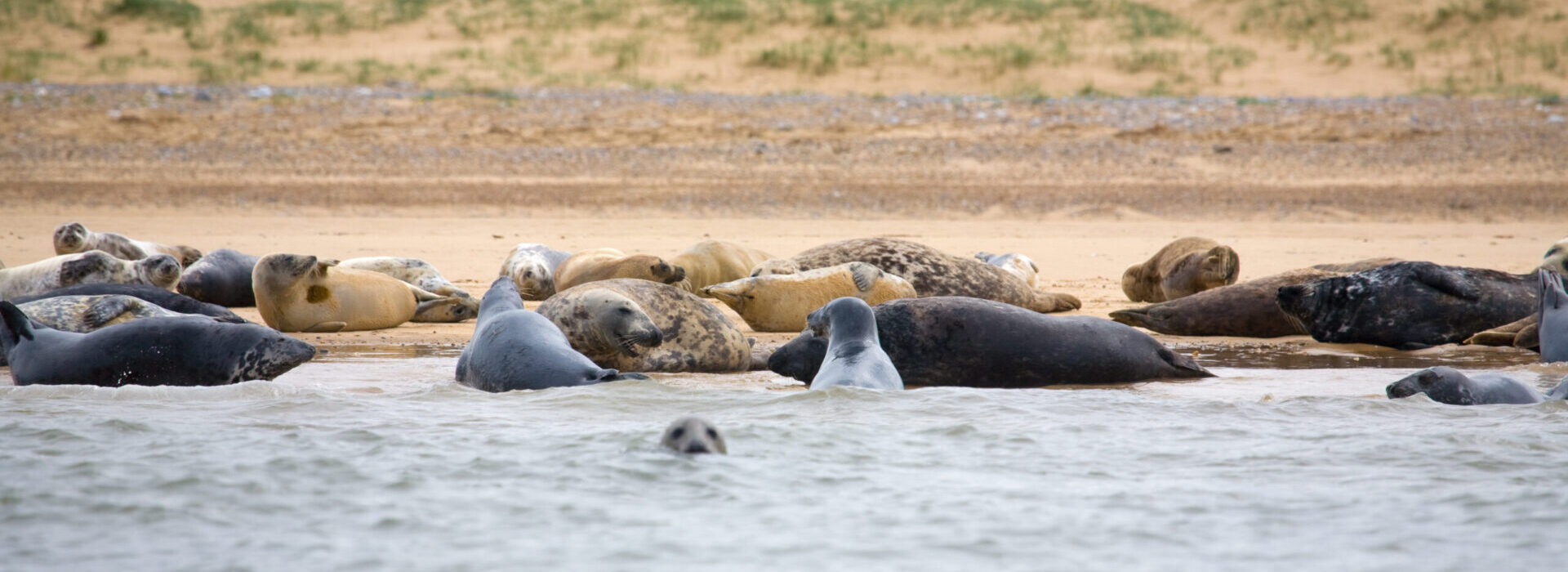 Record-Breaking 2017 Birth Season Enjoyed by Grey Seals at Blakeney Point in Norfolk