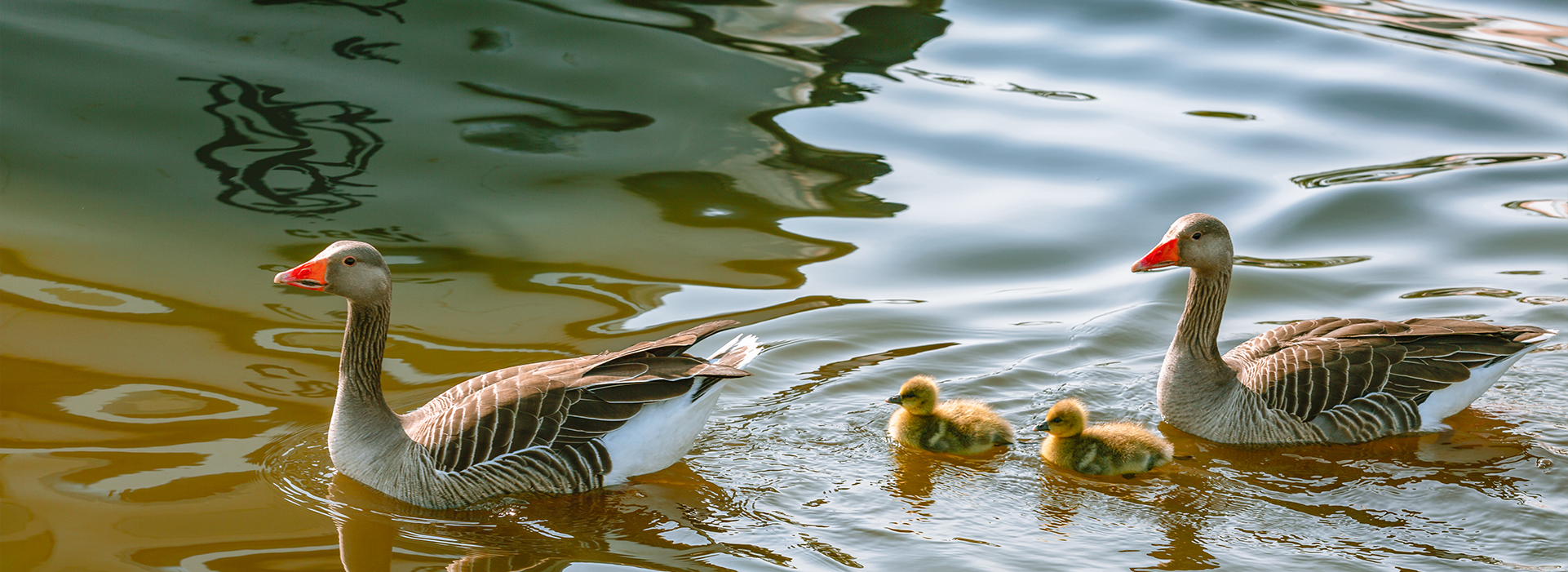 How can you help the Broads?