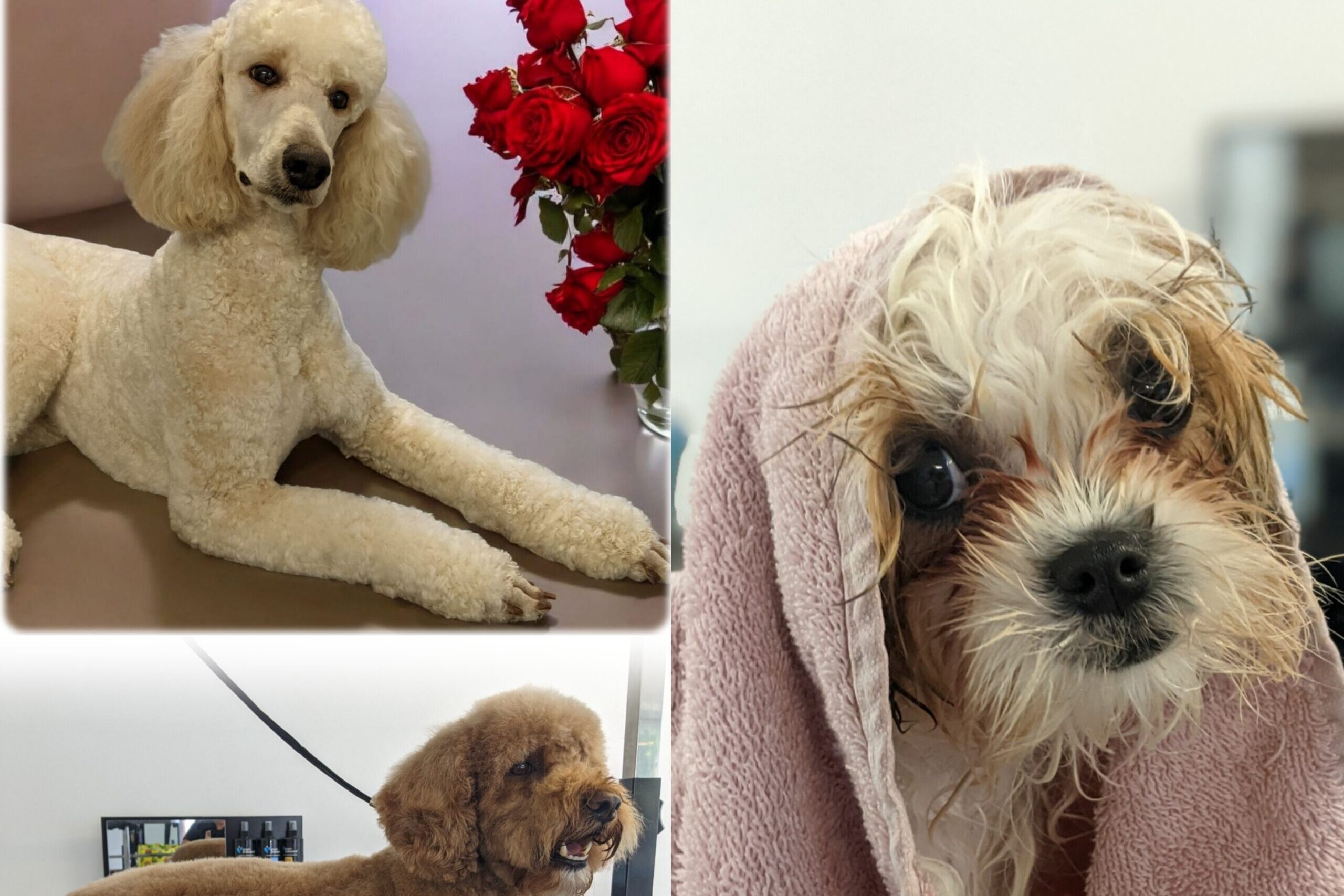 Sinclairs Dog Salon and Spa